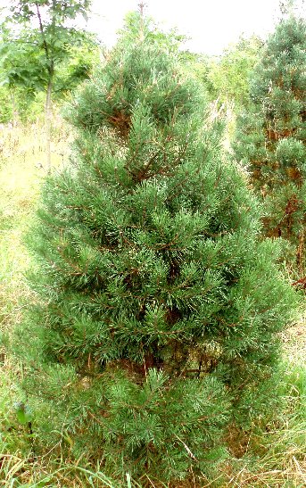 Lodgepole Pine Christmas Tree